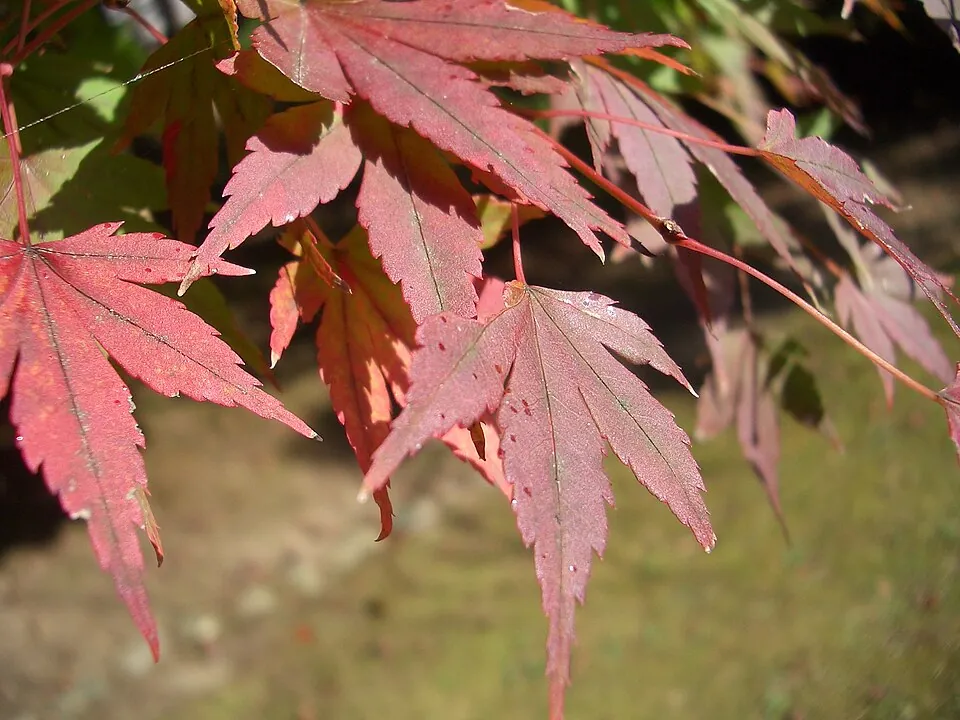 Maple leaves