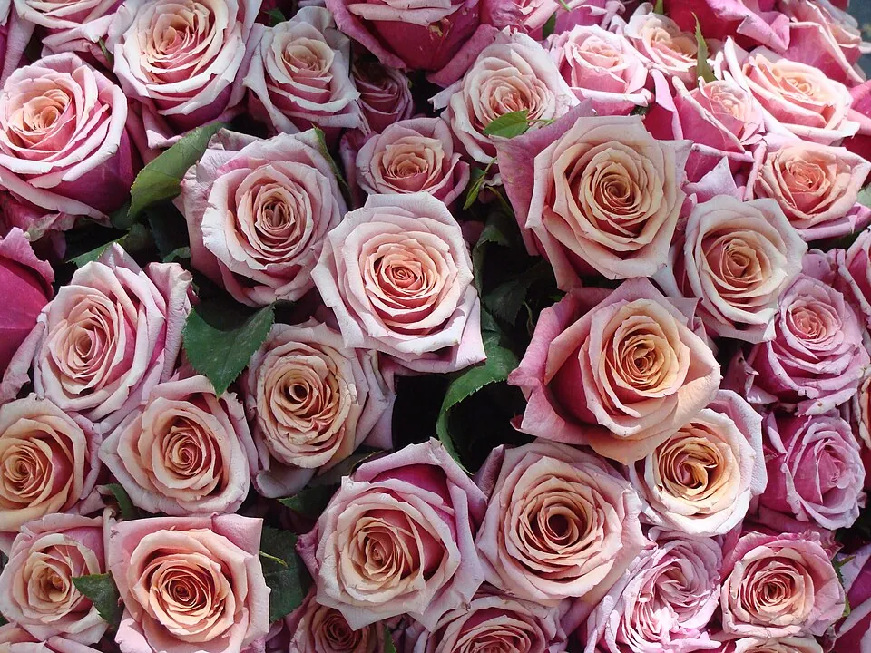 rose bunch, Rosa sp. cultivars, flower market, Place Monge, Paris