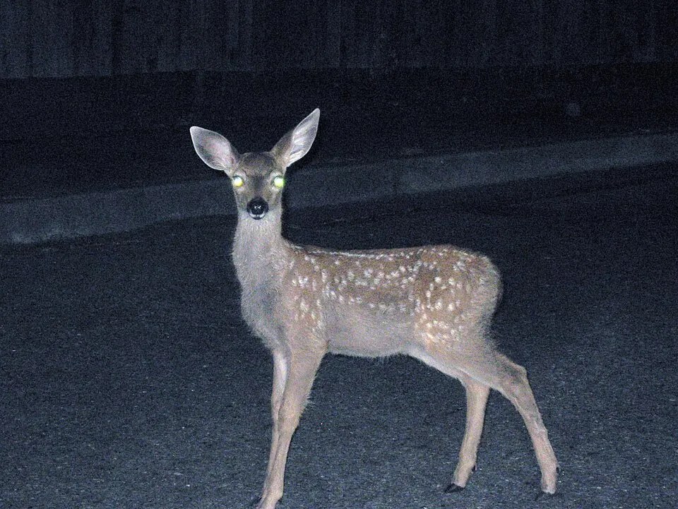 Deer on road at night transfixed, staring into headlights. 
Mill valley, Marin avenue.