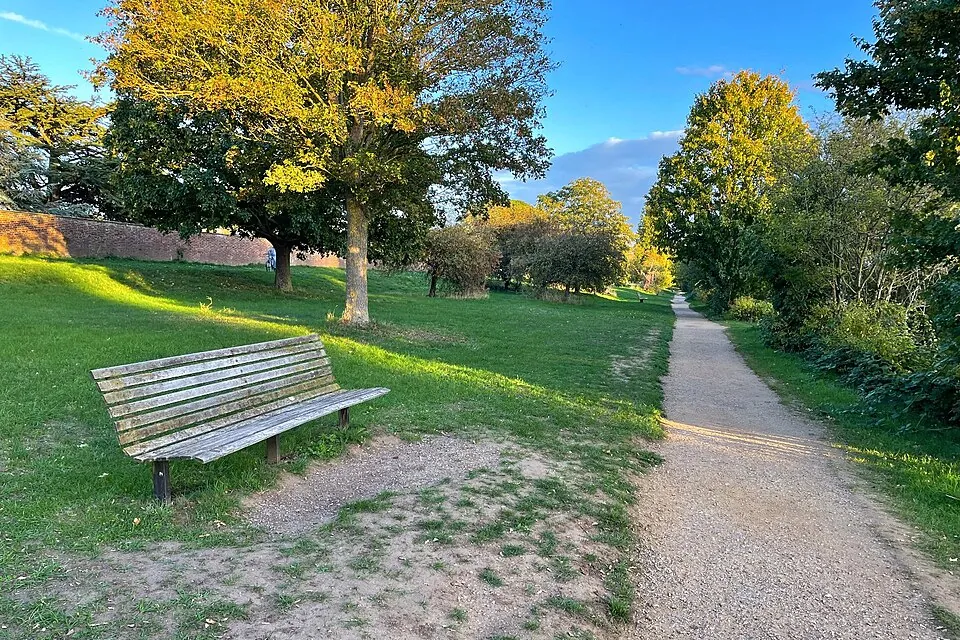 木々に囲まれた公園の小道