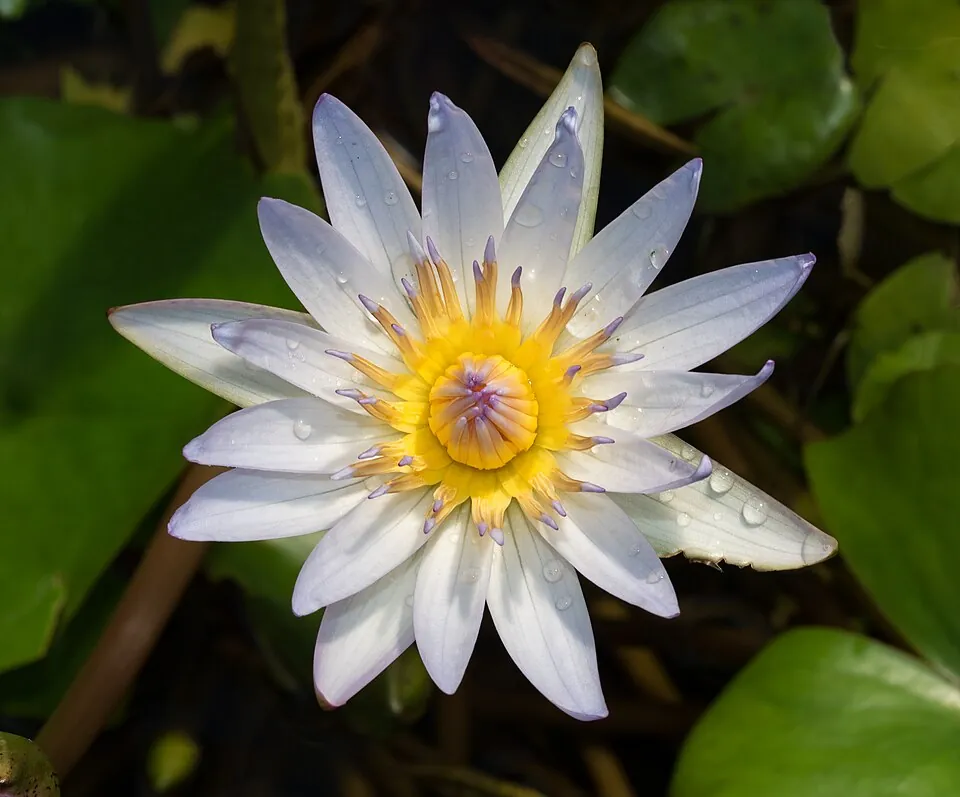 水面に咲くスイレンの花